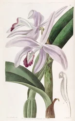 Sophronitis perrinii